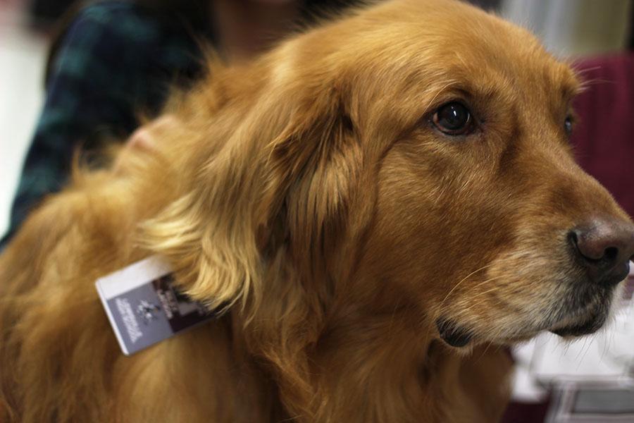 Waiting outside the office, Riley sports his school ID as students stop to pet him.