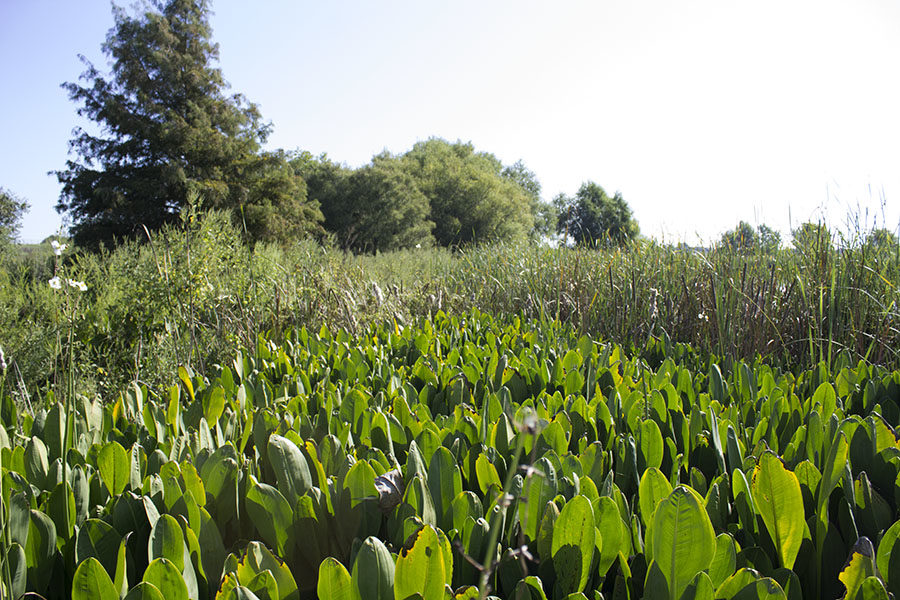 Slideshow: John Bunker Sands Wetland Center