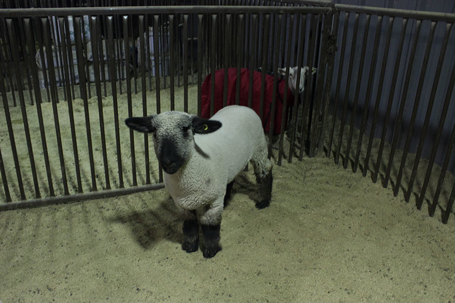 A+lamb+sits+in+its+pen+after+getting+groomed+for+Winter+Buckle+on+Wednesday%2C+Dec.+5.