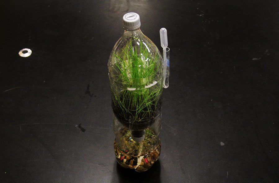 Grass+is+fully+grown+within+the+ecosystem+with+a+small+makeshift+%22pond%22+at+the+bottom.