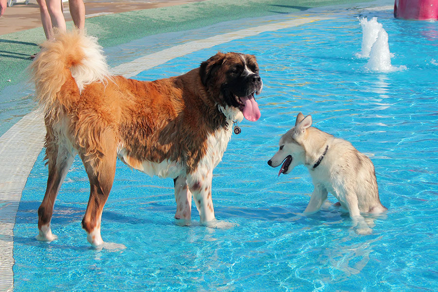 The St. Bernard and husky enjoy time together.