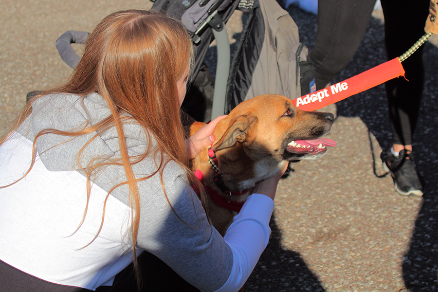 Holding+onto+an+available+dog+named+Buster%2C+Grace+Wagner+later+adopted+him+during+the+Santa+Paws+event+present+by+the+Gene+Carey+Animal+Shelter+during+the+Holiday+Stroll+on+Saturday%2C+Dec.+7.