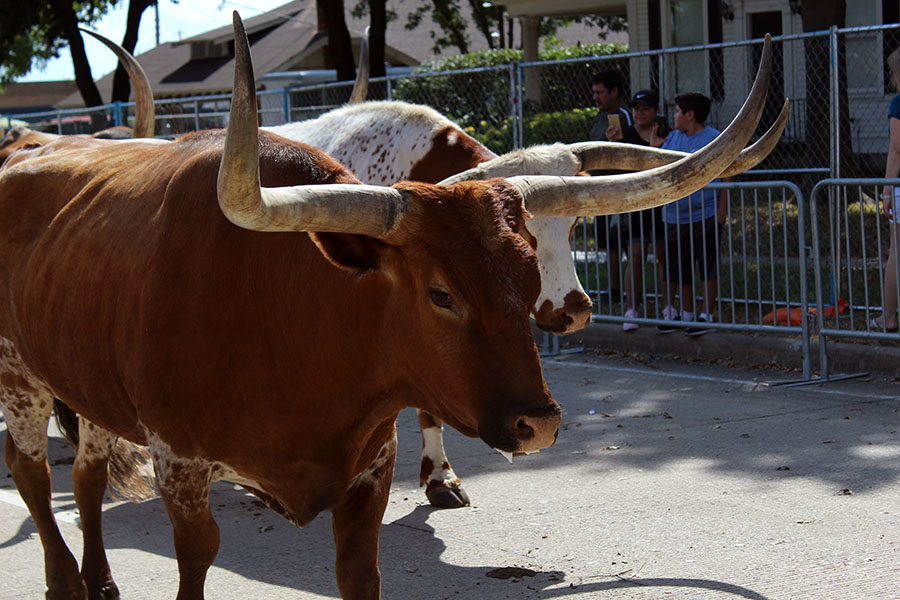 The longhorns make their way down the parade route.